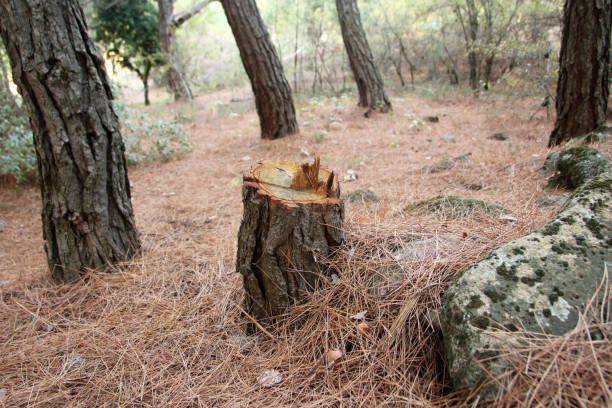 Reliable Bethlehem, NC Tree Care Solutions